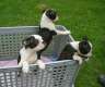 Boston-Terrier Welpe sucht noch ein...